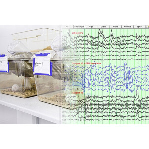 Quantum AR - EEG dla zwierząt