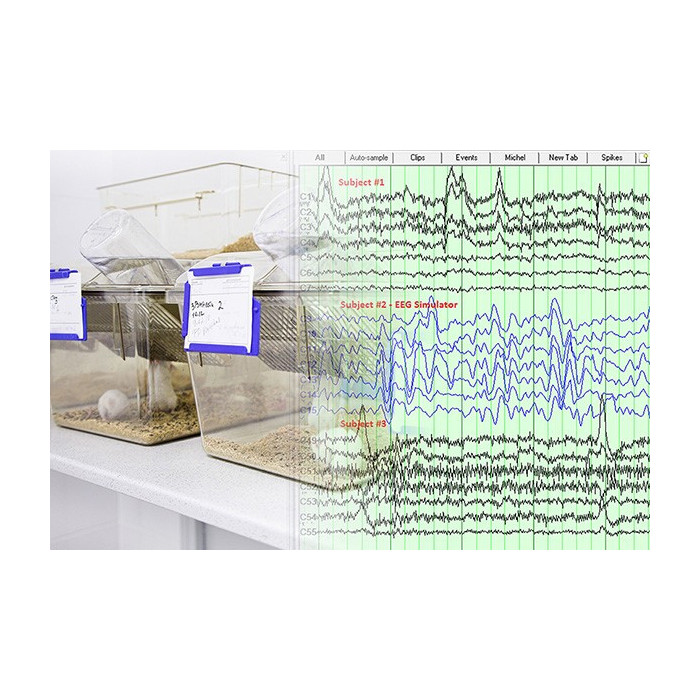 Quantum AR - EEG dla zwierząt