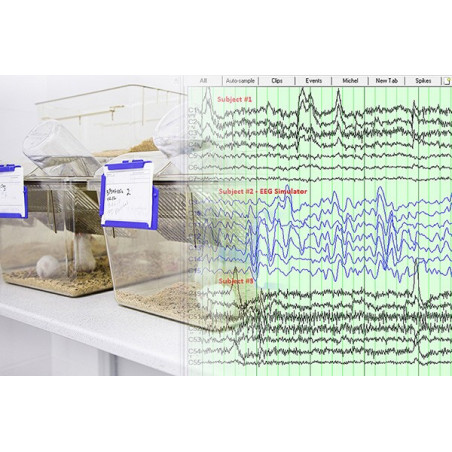 Quantum AR - EEG dla zwierząt